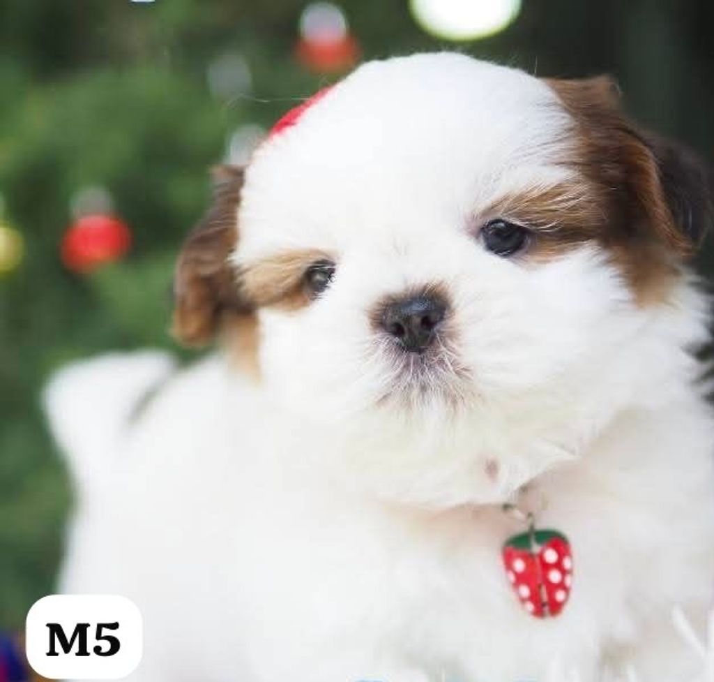 image_205EC1D4-2786-4162-991A-F7F7D2851B32_1767163688