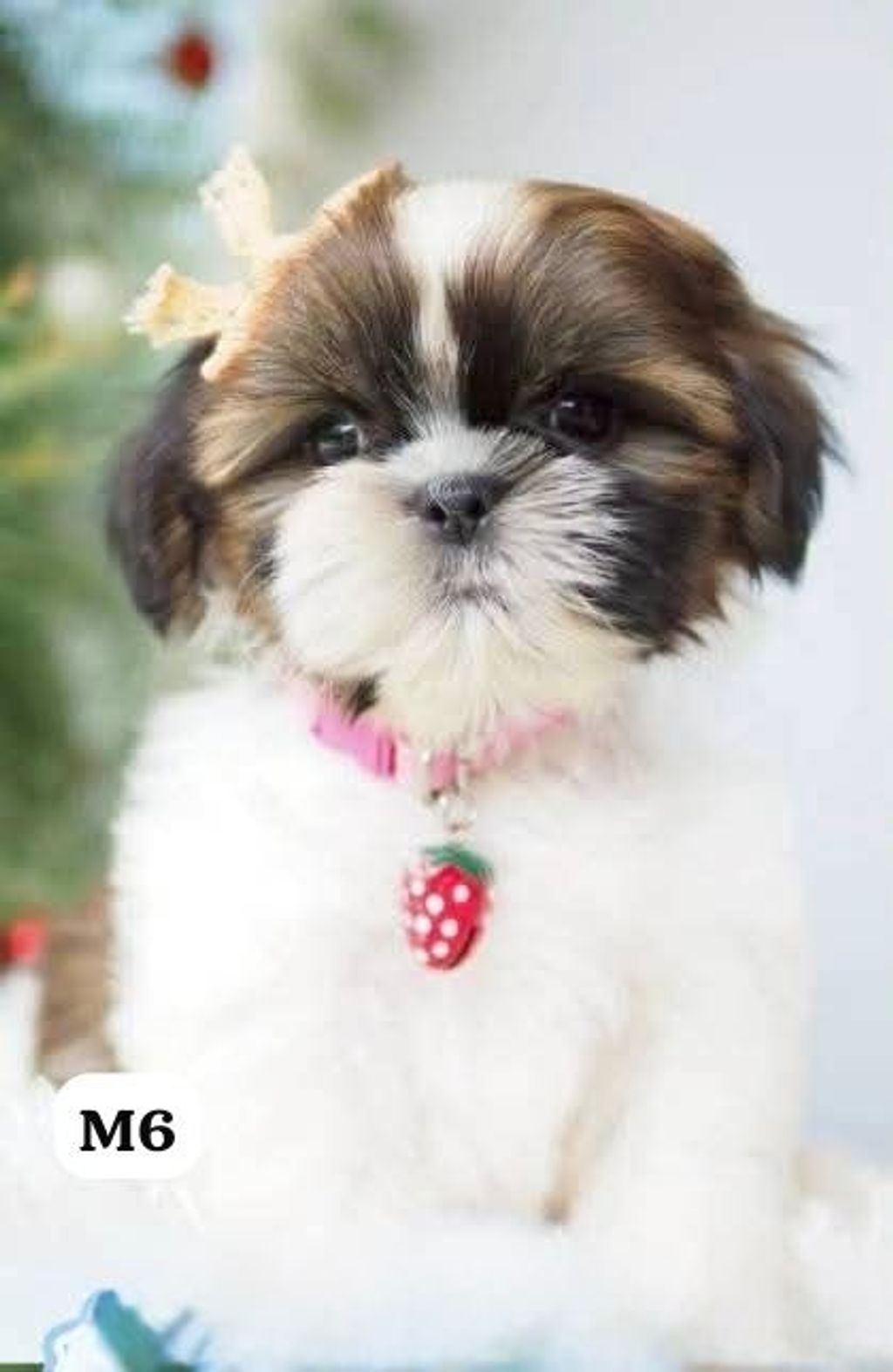 image_BBD315E8-831E-431D-BD54-C5E01A3BAA80_1767163792