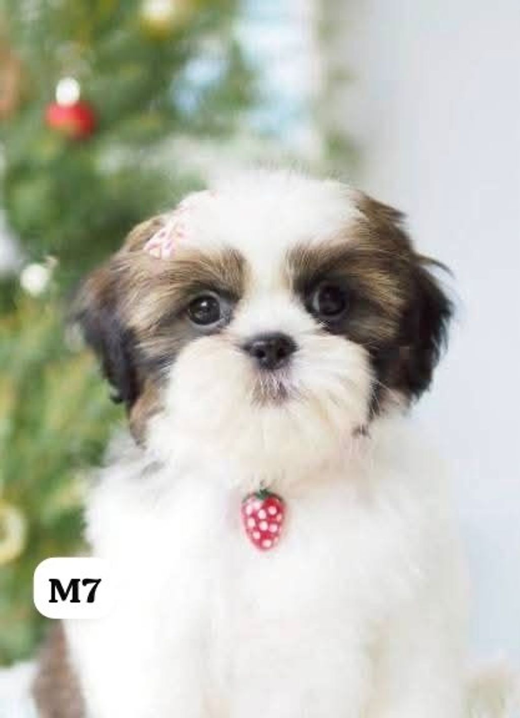 image_B214D165-B0D1-439D-954B-A75F2A77E112_1767163792