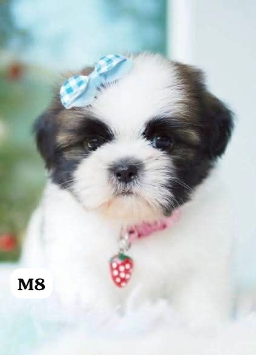 image_1868D4BA-2E4A-494B-B1FE-A85D70A4DAF6_1767163792