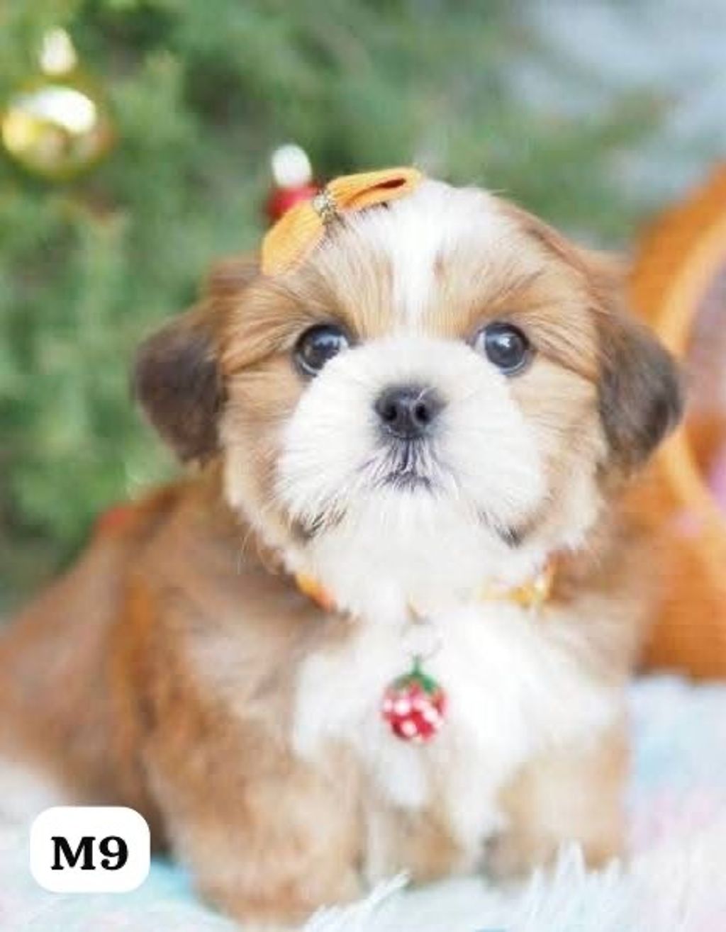 image_840E00B6-7BFC-494D-8651-97C98868EA80_1767163855