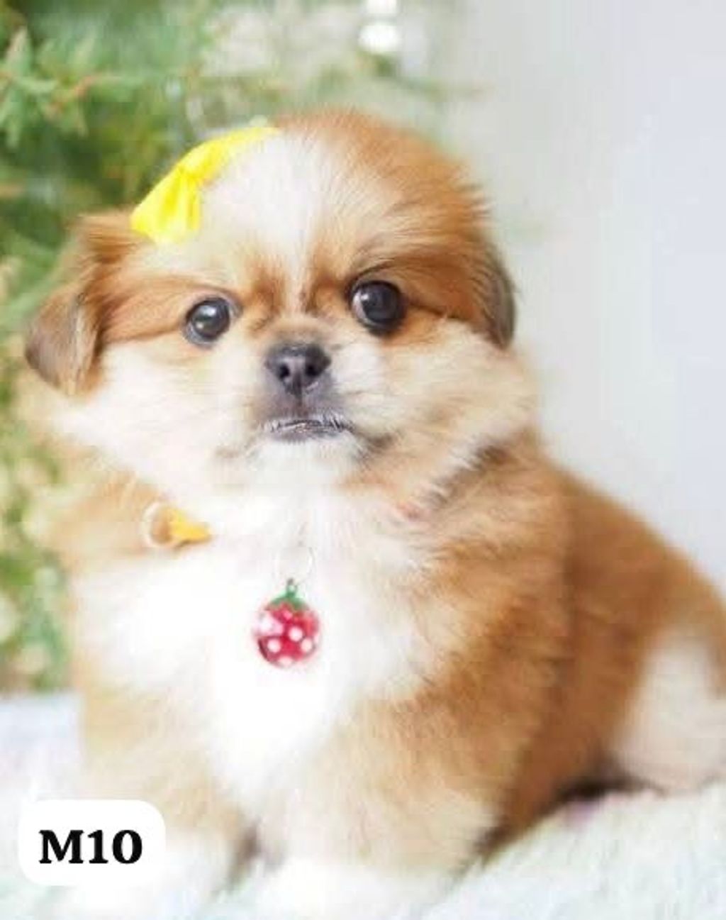 image_85BA1A6F-4078-4A57-827A-B7381B874677_1767163855