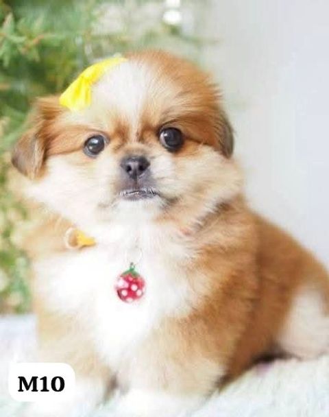 image_85BA1A6F-4078-4A57-827A-B7381B874677_1767163855