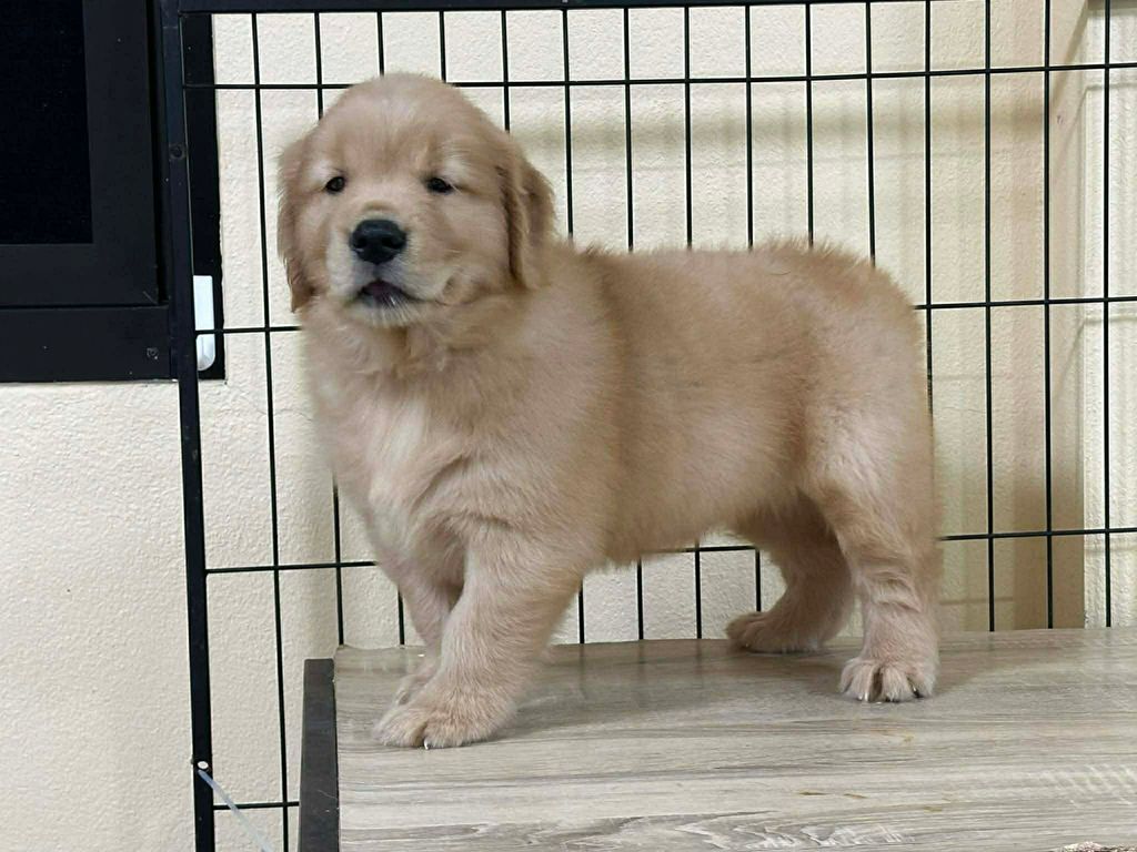 image_B7B4601A-19E8-4850-AFB2-74887F37D82D_1767163994