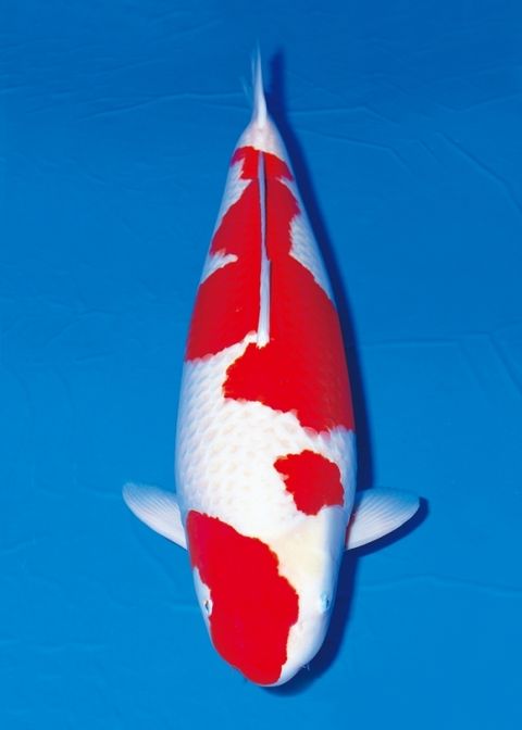 AJKS-2006-37th-champion-600x840