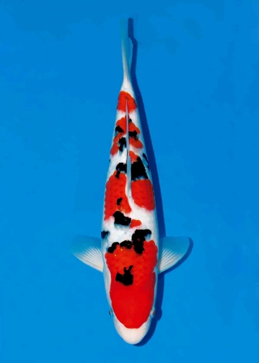 Baby-2015-3rd-champion-600x840