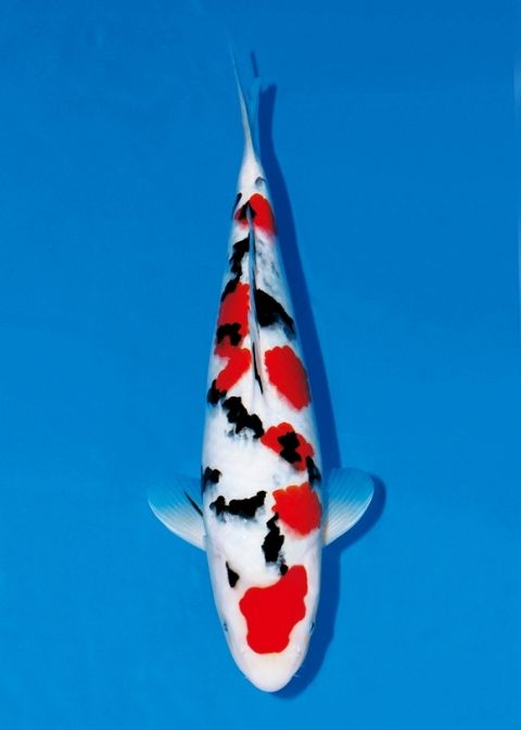 baby-2013-1st-champion-600x840