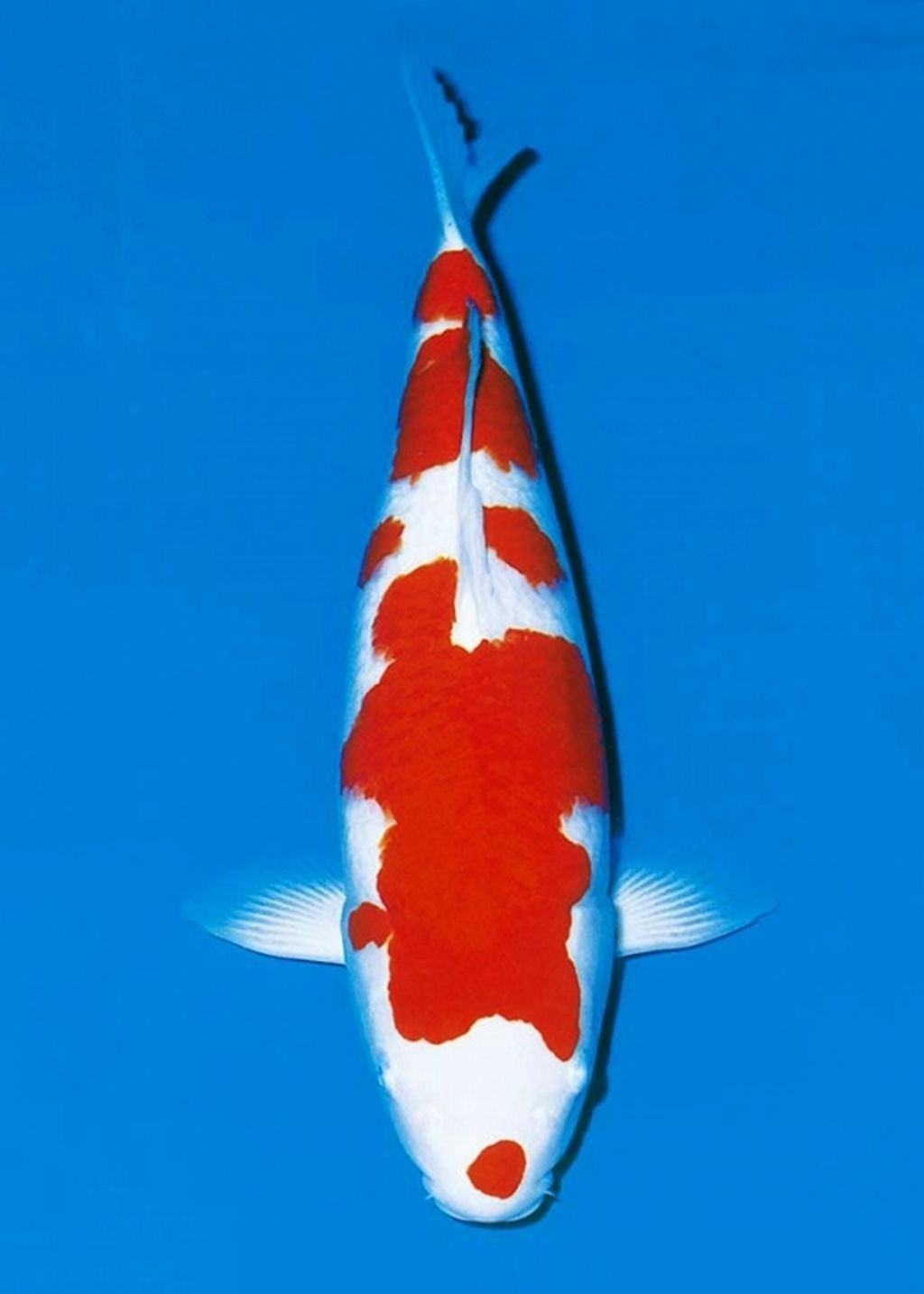 Young-2001-19th-champion-600x840