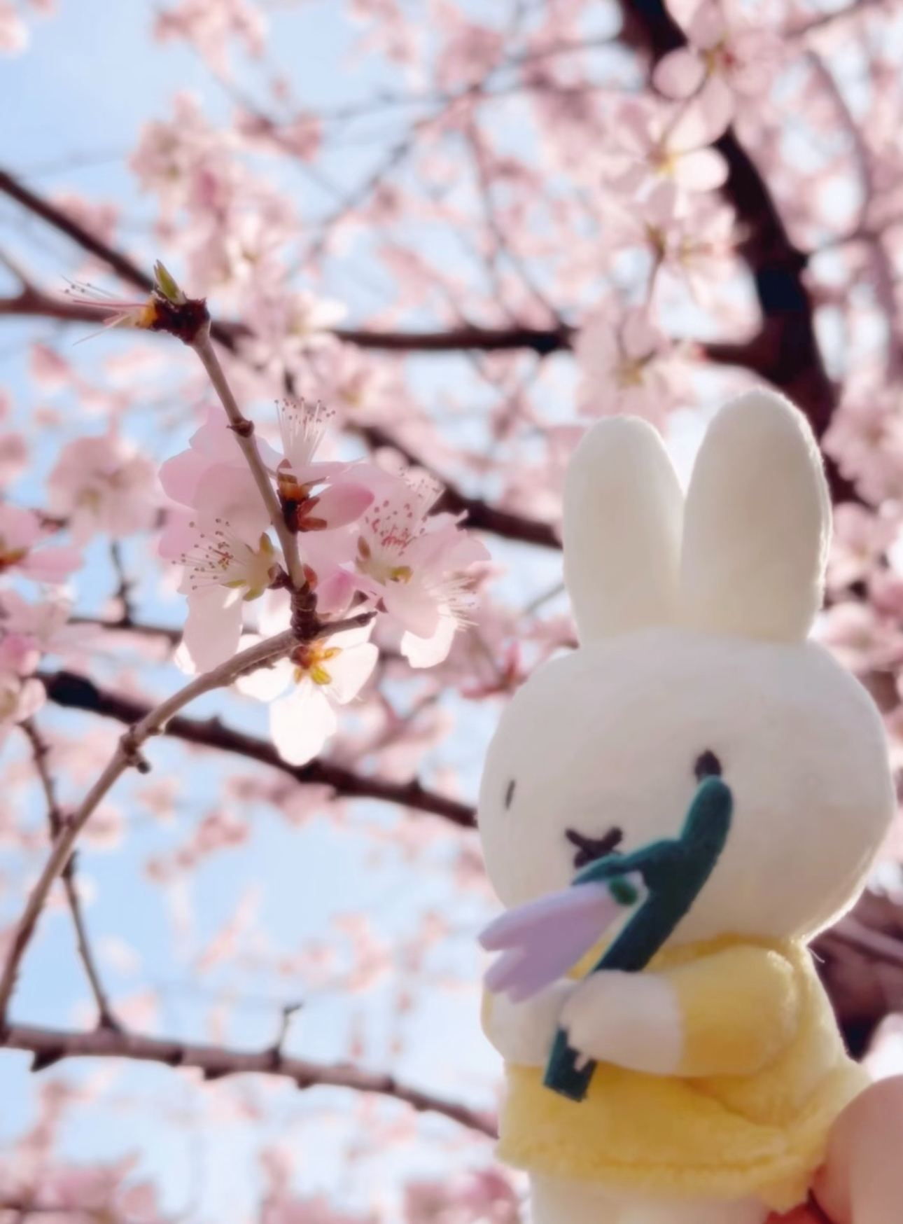 image_4864B380-D89E-486E-BBEF-7FD89D04C6CE_1776055239