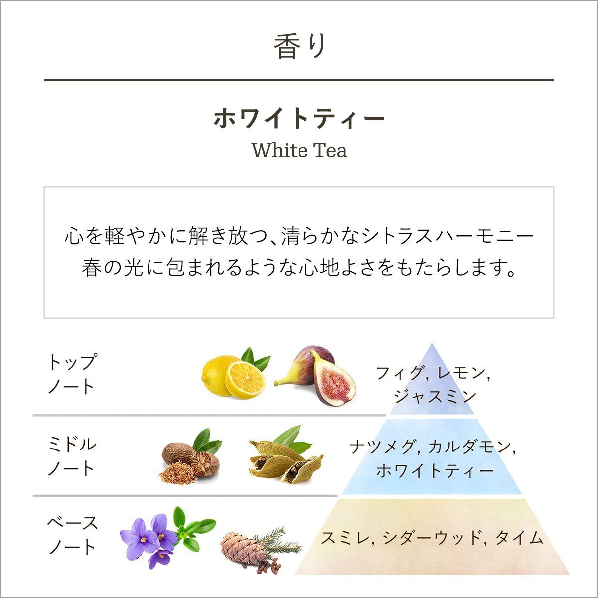 fragrance_white_tea_Celebration