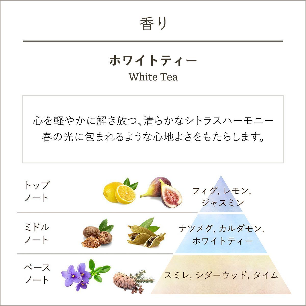 fragrance_white_tea_Celebration