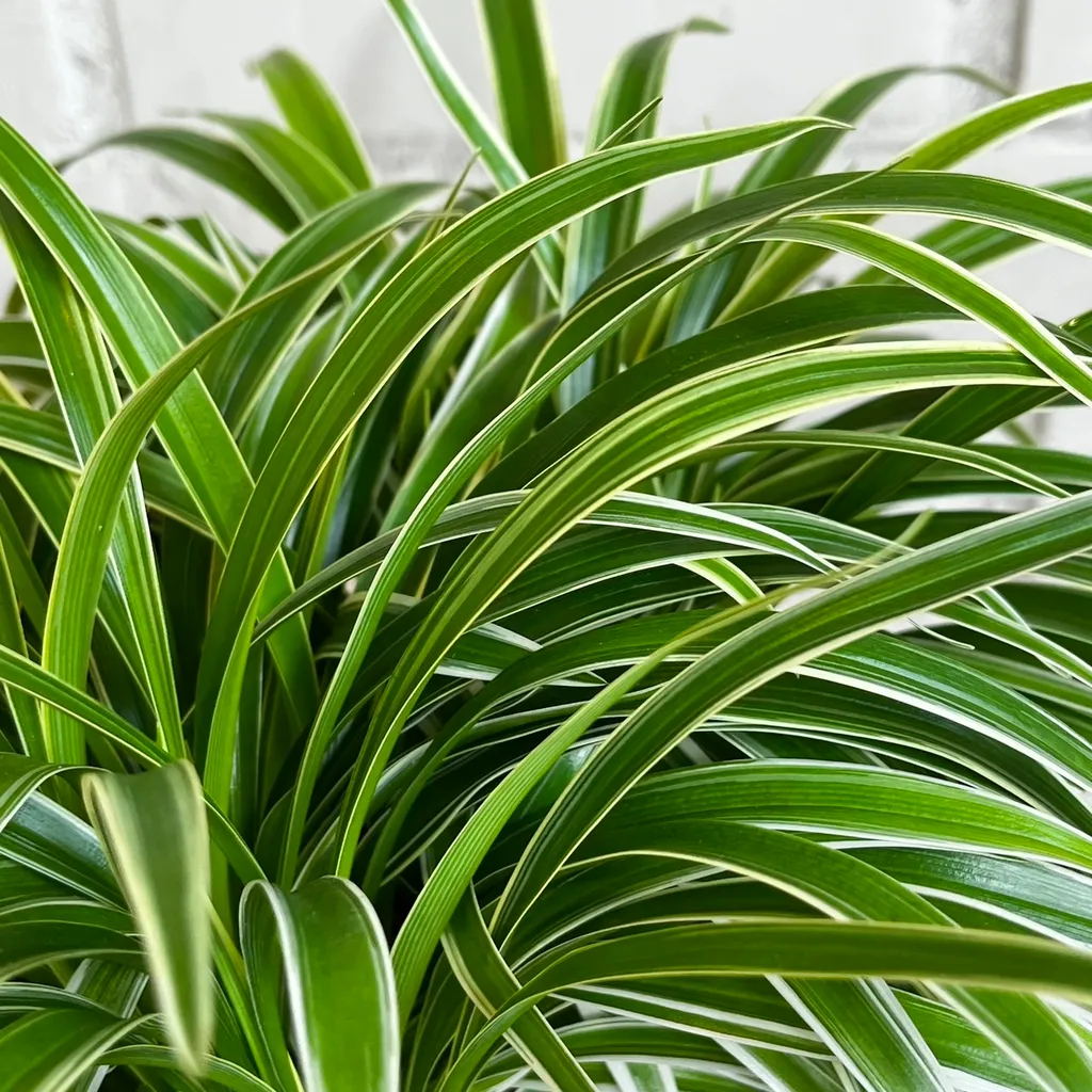 S__33128465_0