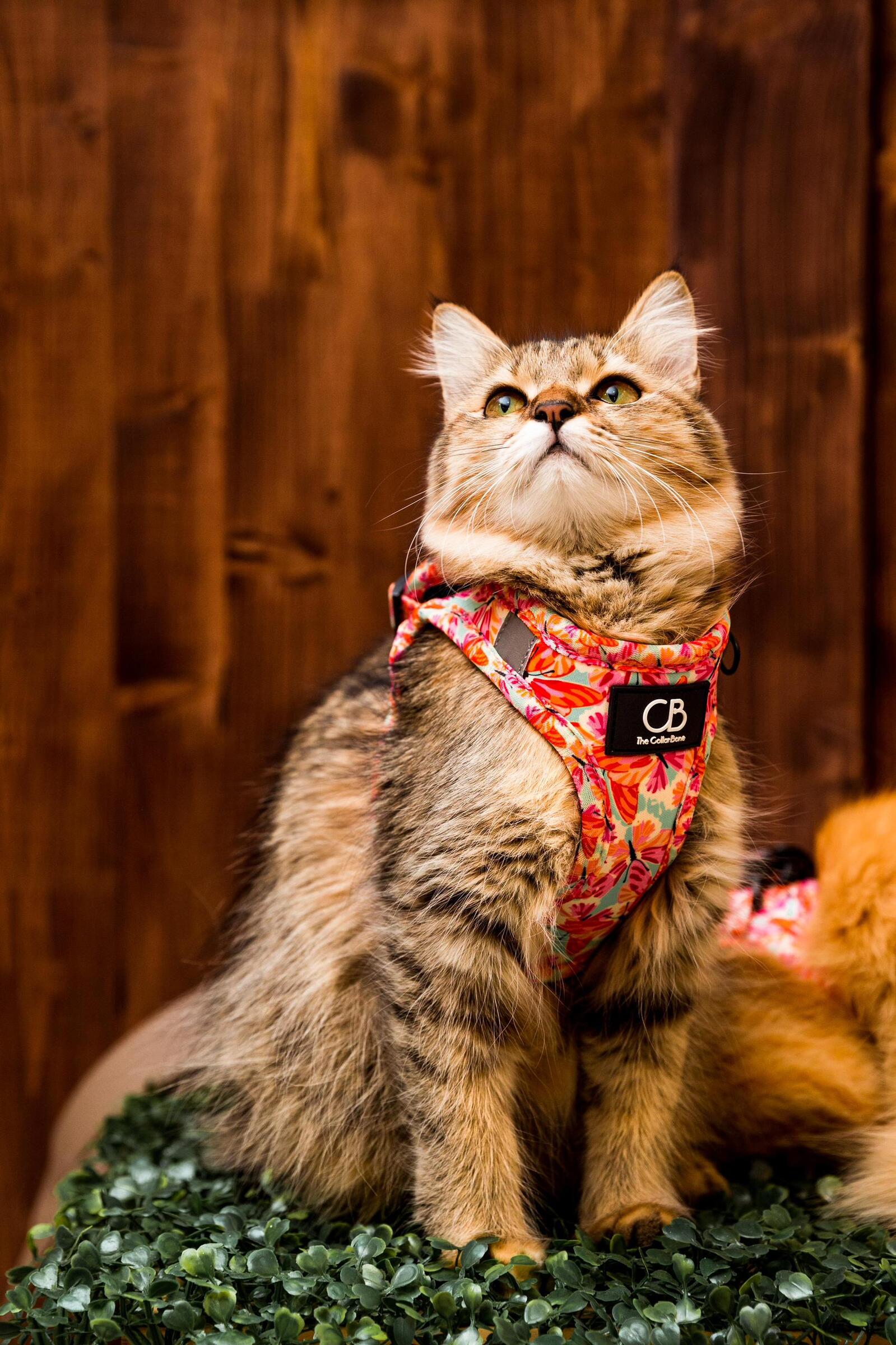 WhatsApp Image 2025-06-05 at 10.44.37 PM