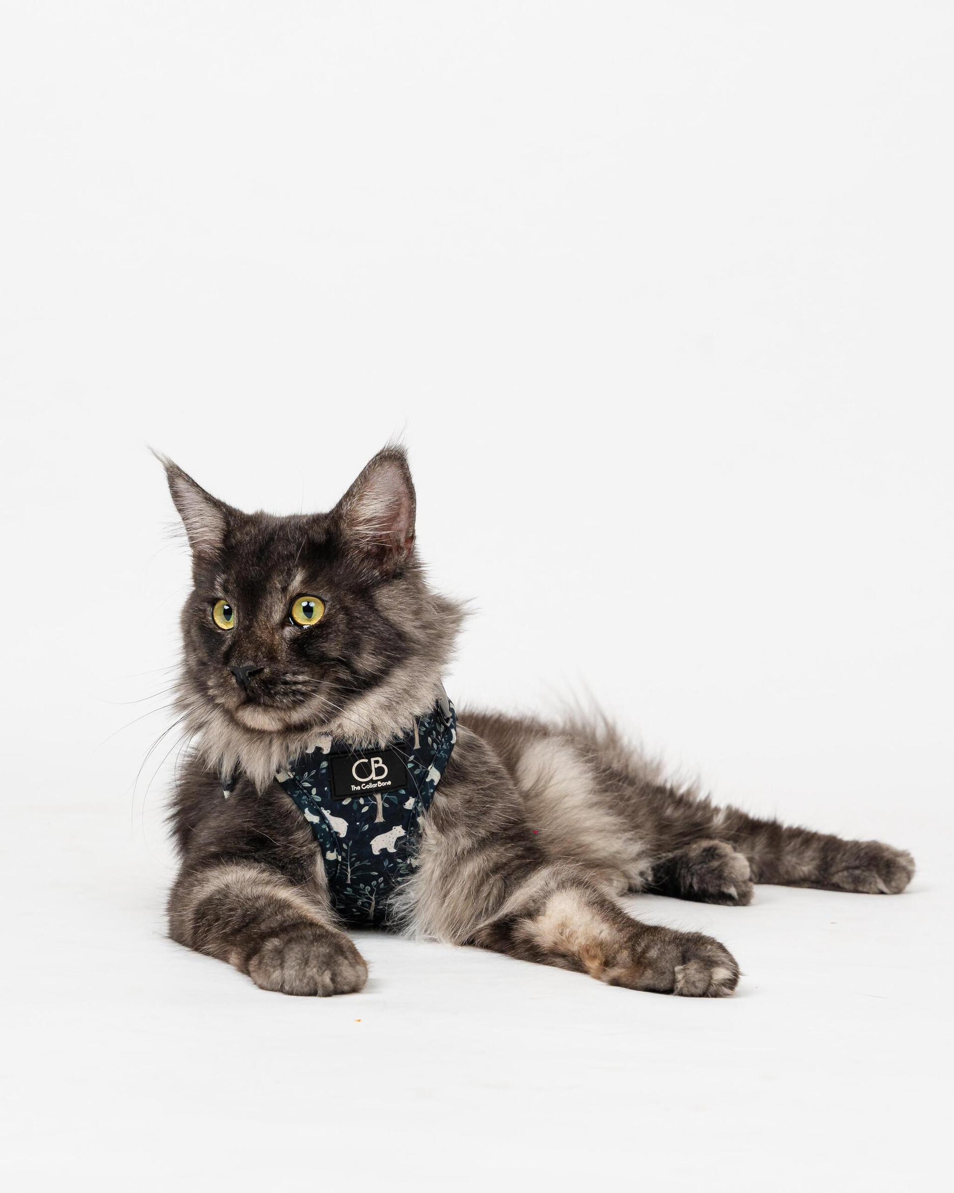 WhatsApp Image 2025-06-05 at 10.39.16 PM (1)