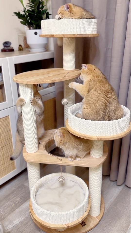 O1CN01TcymcD1FEtgDwttQW___4611686018427383768-0-tbbala.jpg_960x960.jpg_