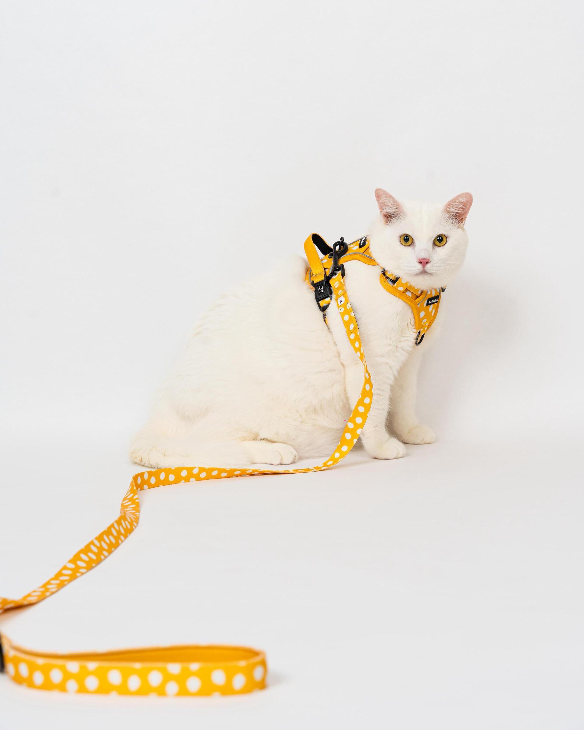 WhatsApp Image 2025-06-05 at 10.41.03 PM