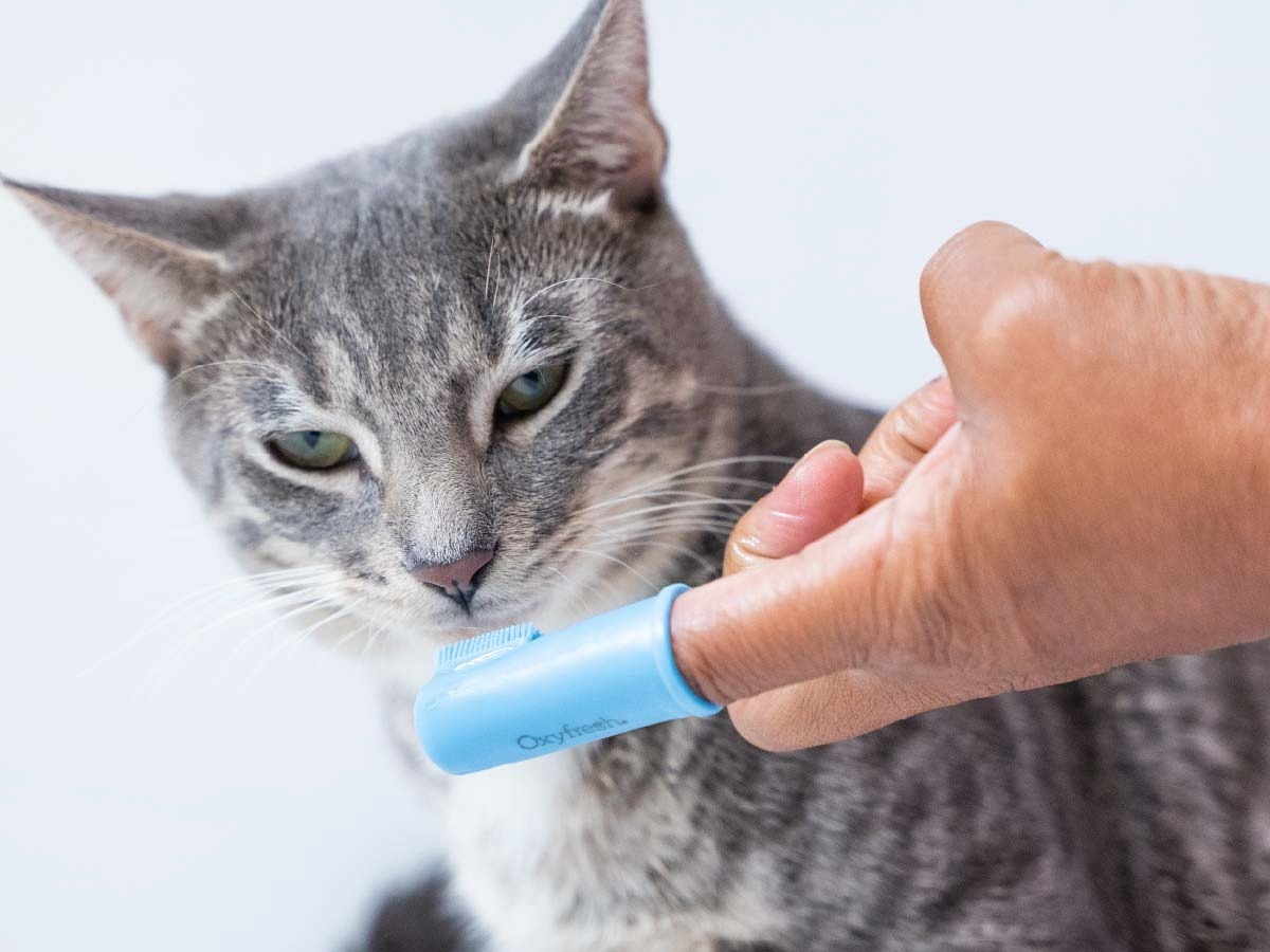 imgi_19_oxyfresh-pet-finger-brushes_cute-cat-with-oxyfresh-best-cat-toothbrush