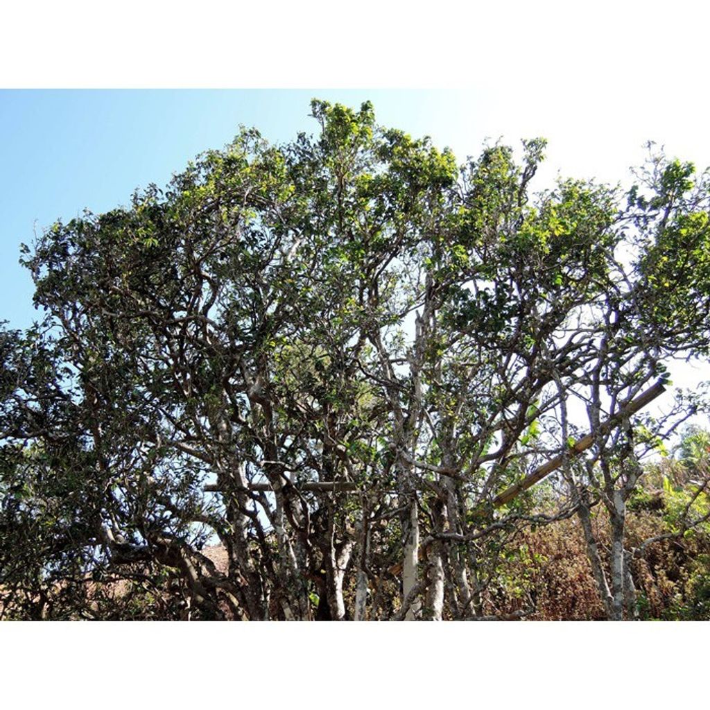 02cbe180e9f1561902ae0a4f968e7a4c