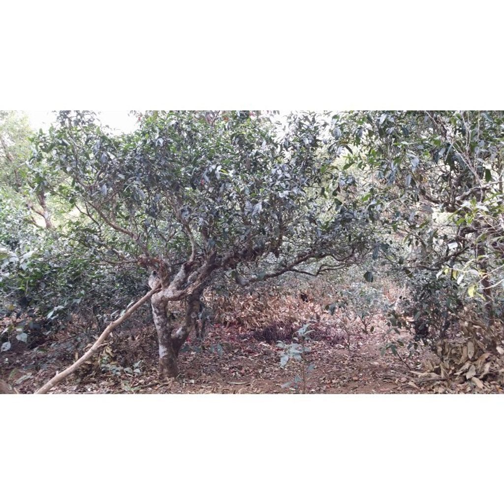 4746689dacf9cac2f621b984d5dcd176