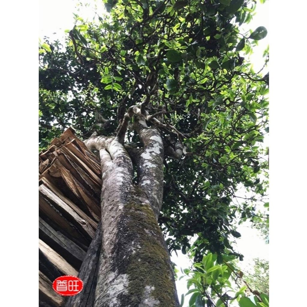 tw-11134207-7ras9-m23x72qn2tfpe9