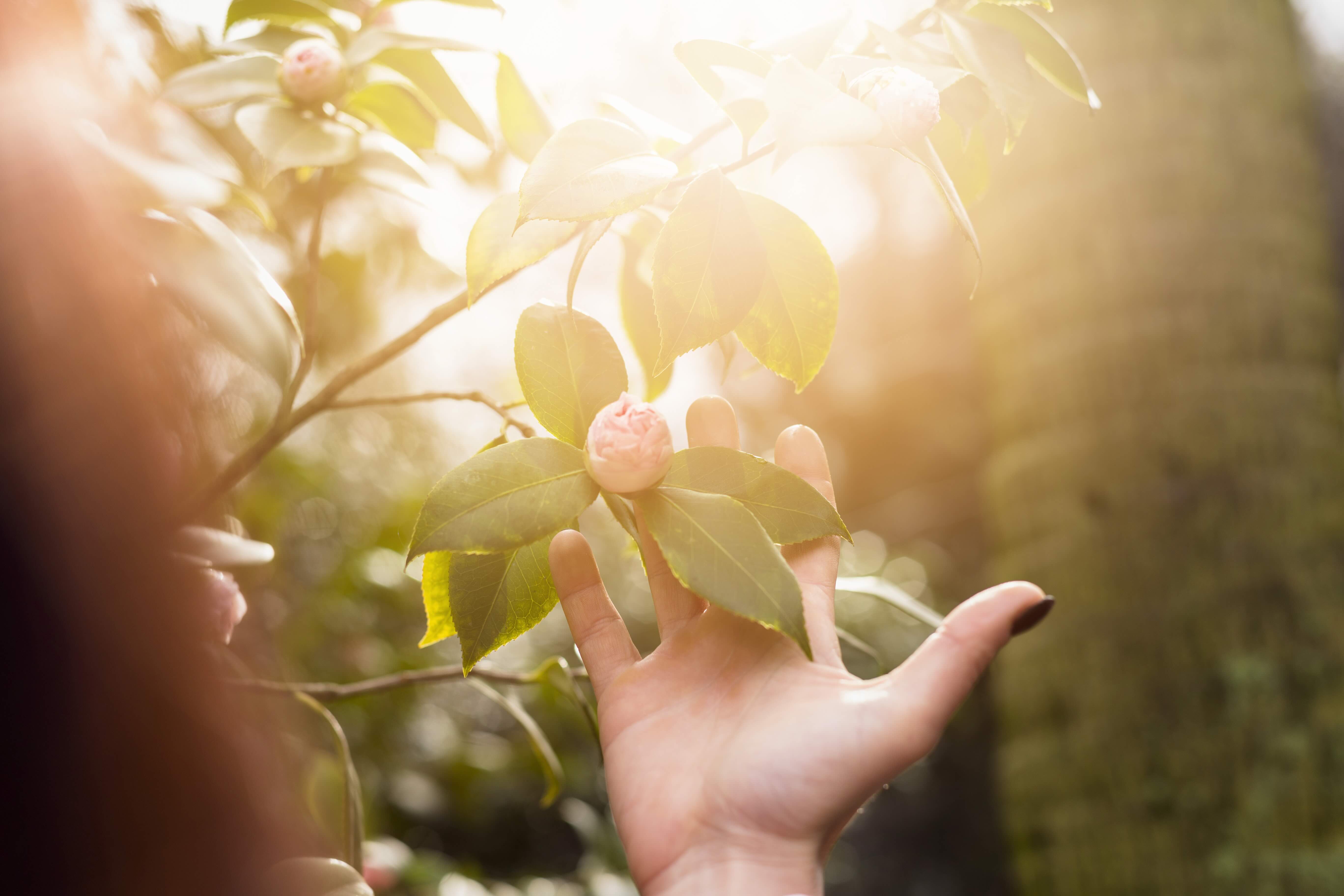 【Organic Living Journal】Beyond the Table: The Missing Piece of Toxin-Free Skincare