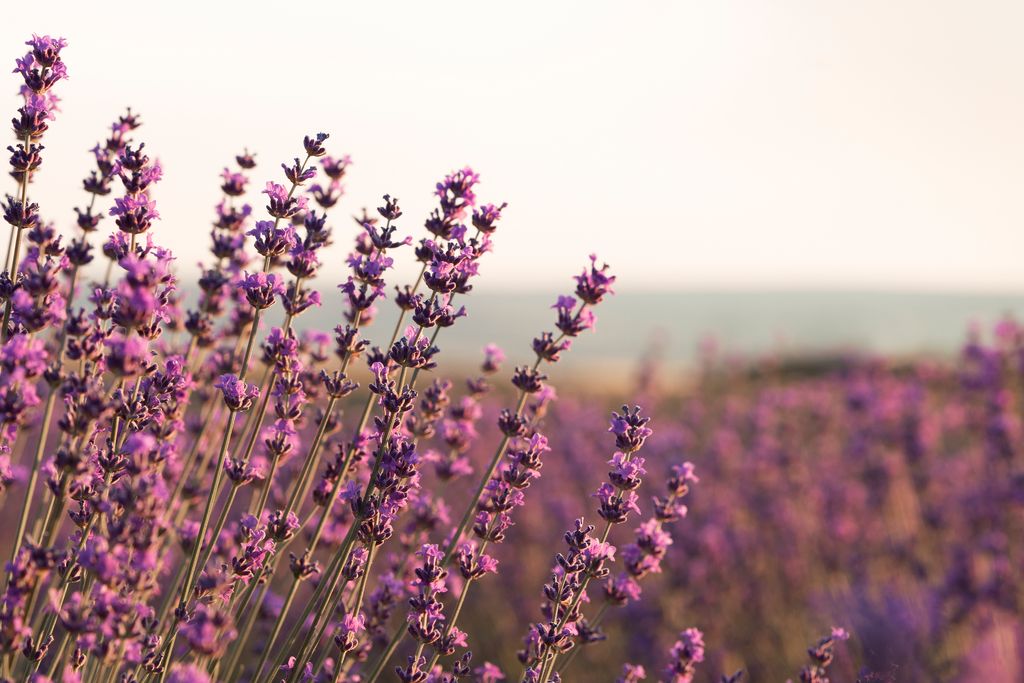 beautiful-lavender-plants-with-blurry-background
