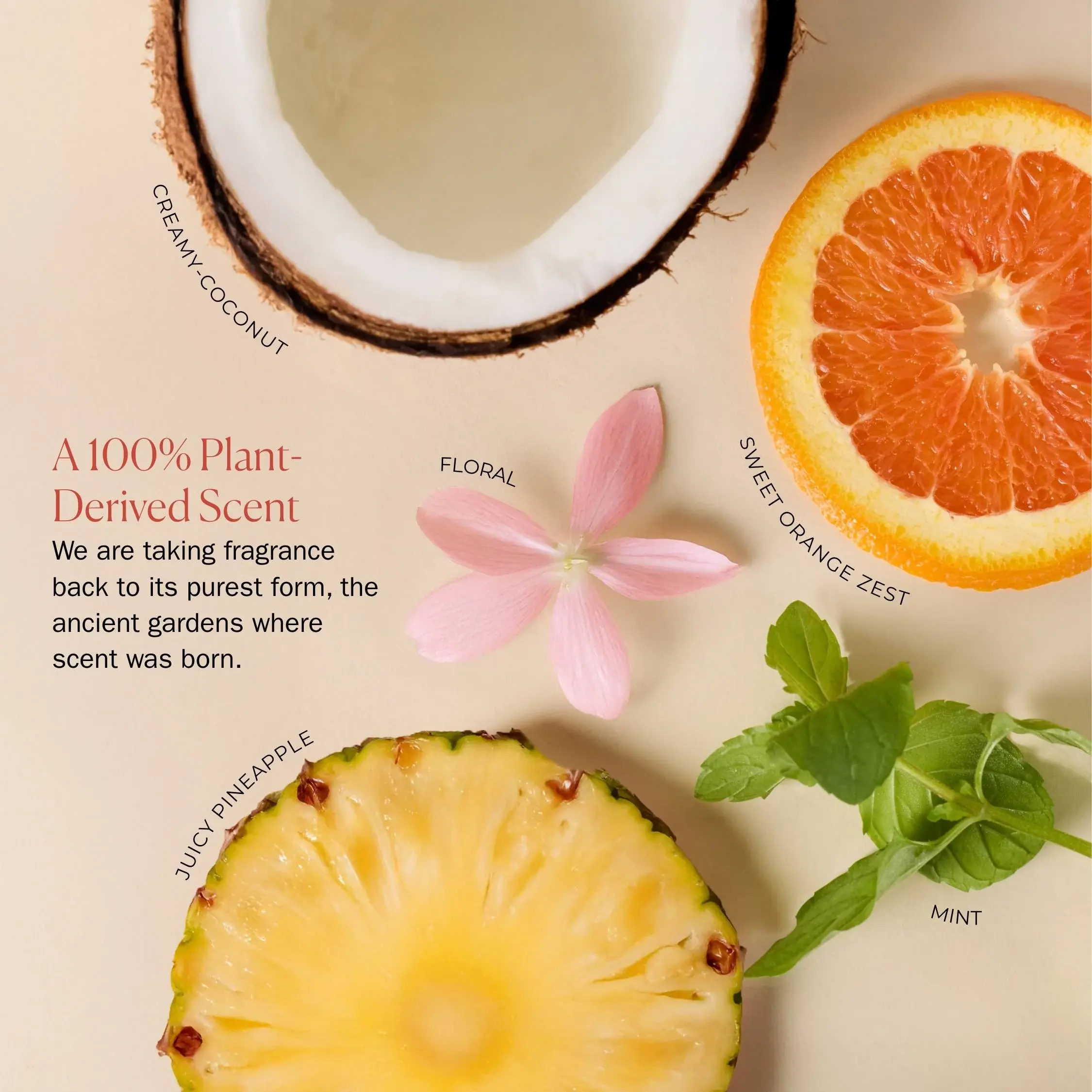 Ceramide_Jelly_Plant_Derived_Scent_2250x2250