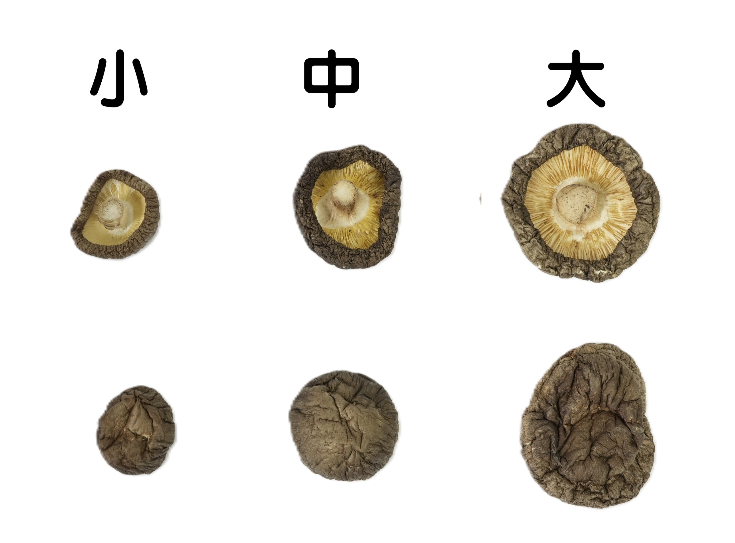 黑早香菇(大中小)111