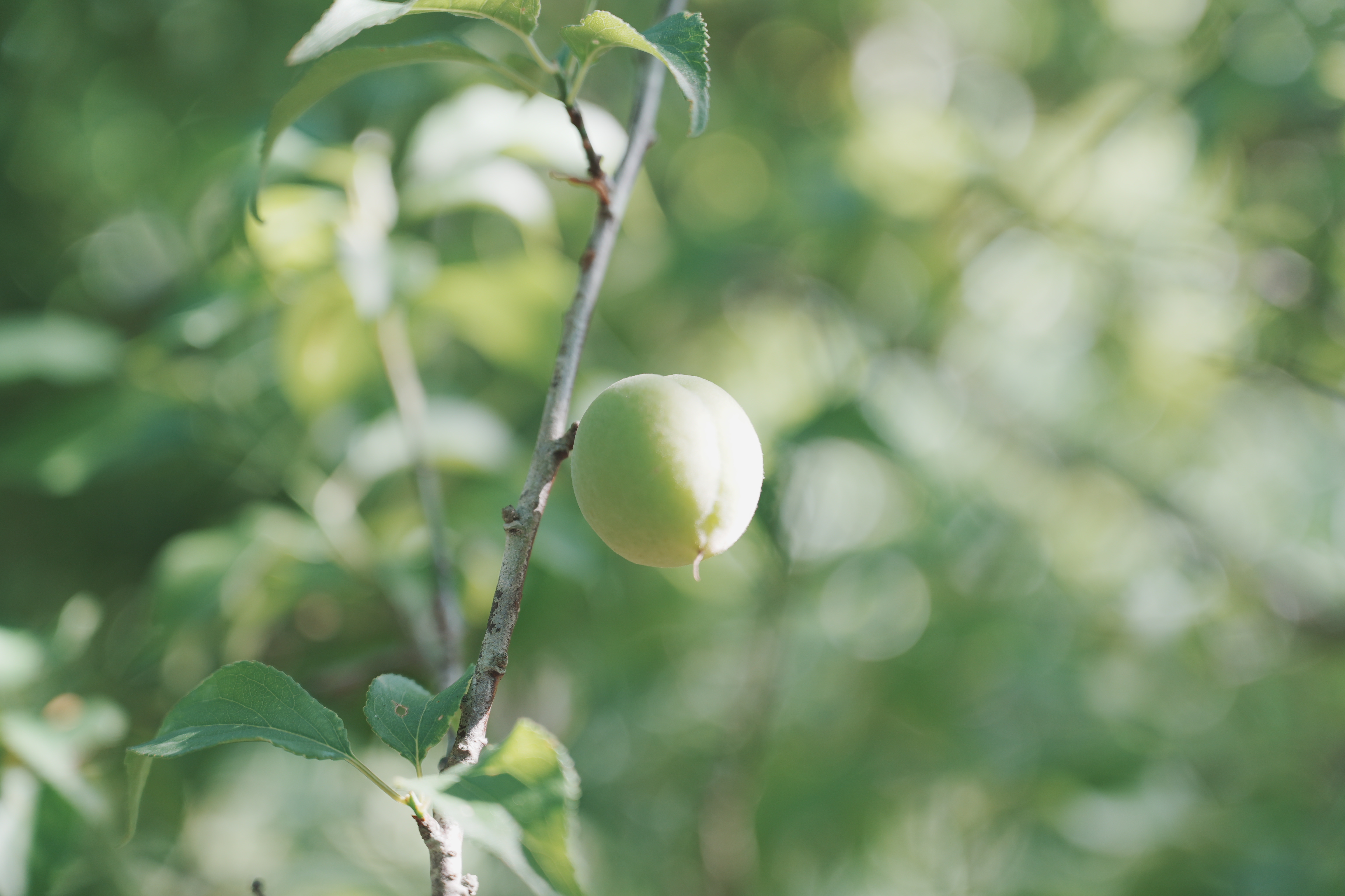 A7C06317