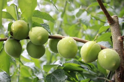 脆梅_0結實累累