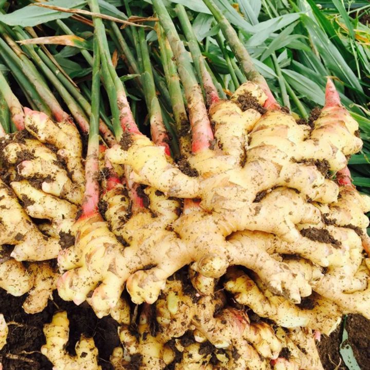 台灣竹薑粉2