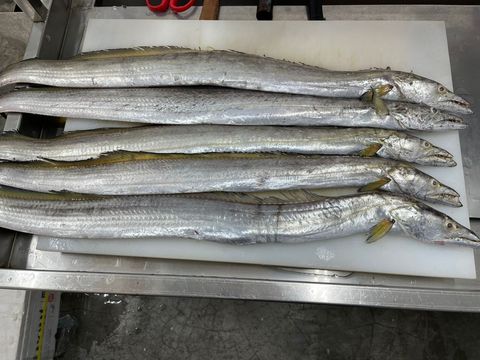大黄带