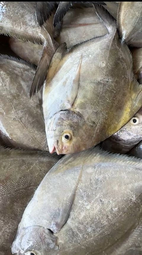 黑鲳