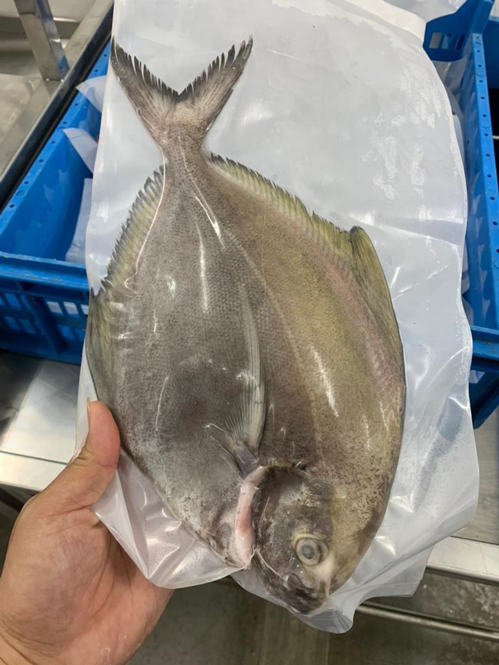 黑鲳鱼