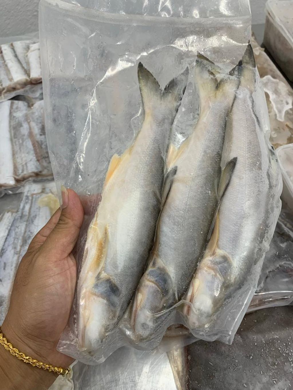 中午鱼