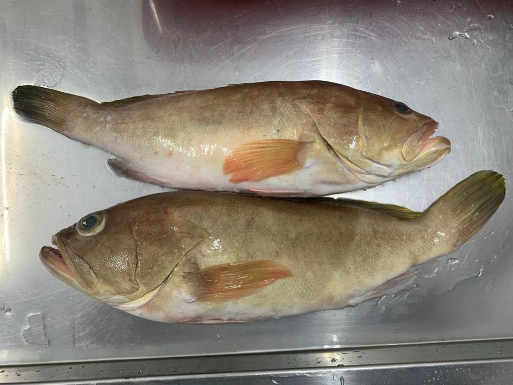 油斑