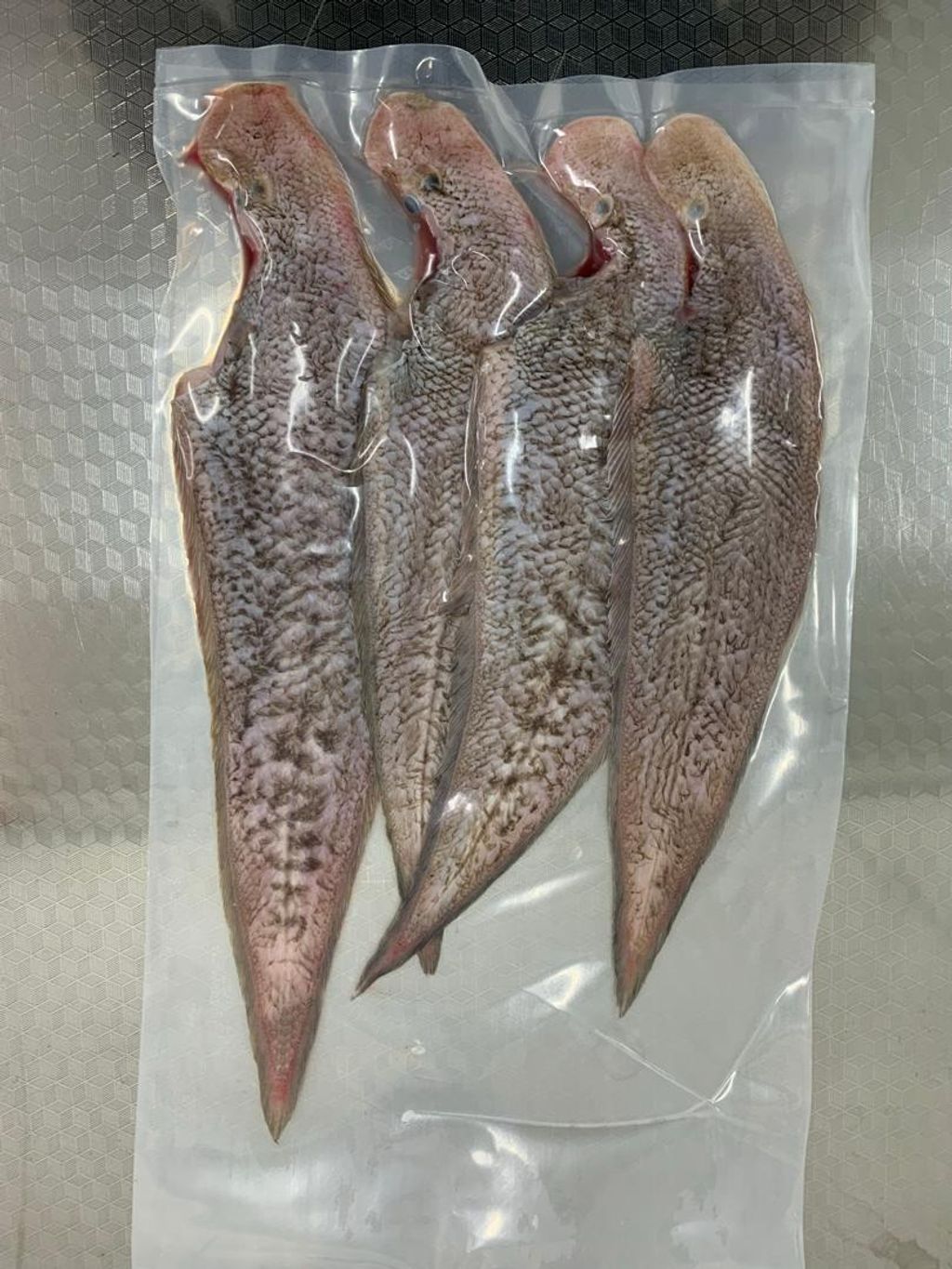 大龙舌.
