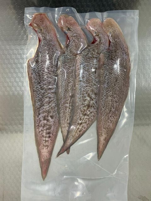 大龙舌.