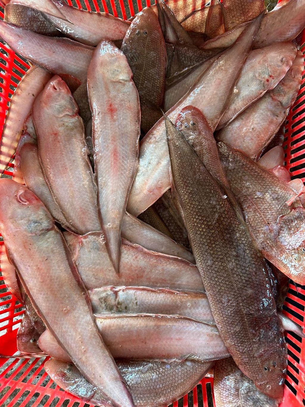 大龙舌