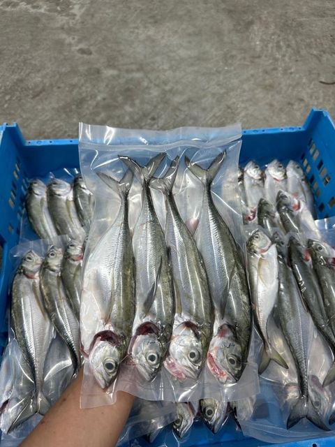 中硬尾鱼