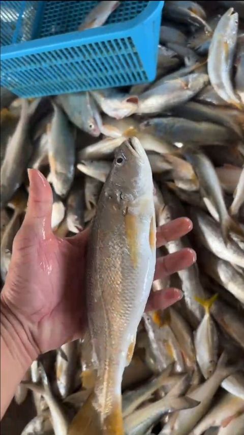 白三牙