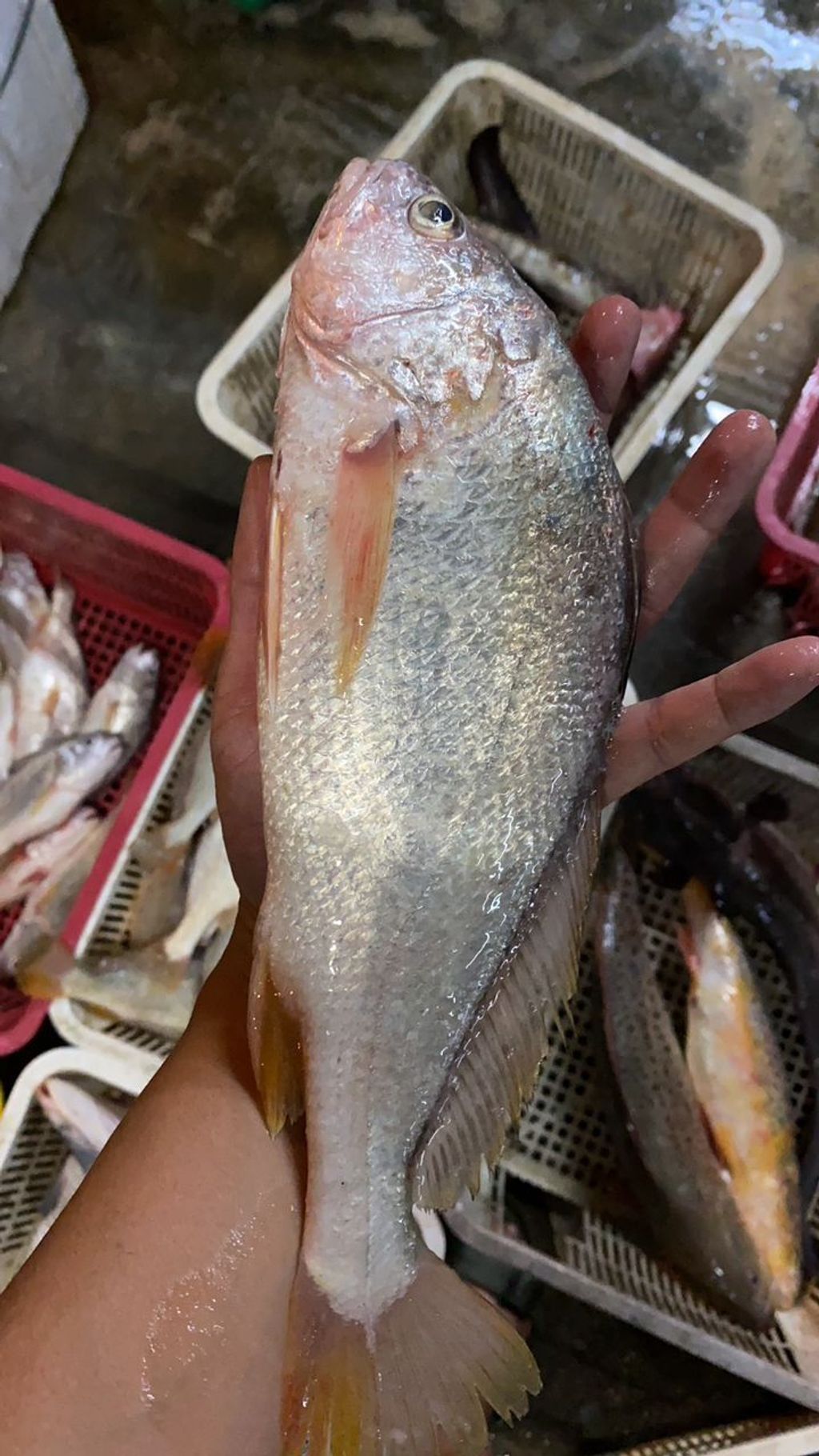 大金板