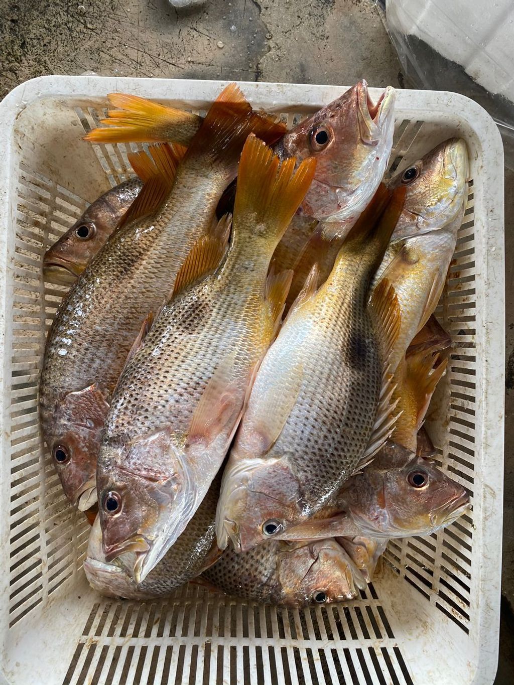 野生红皂