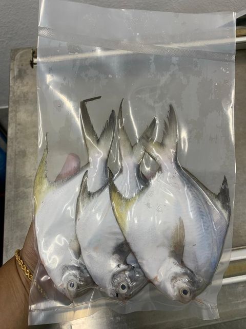 支鲳鱼3号
