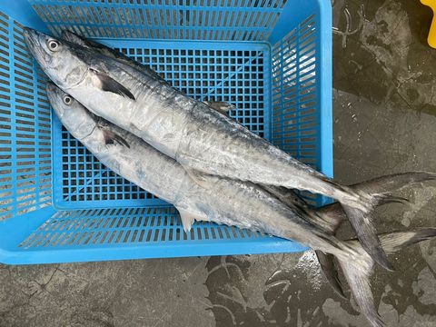中竹