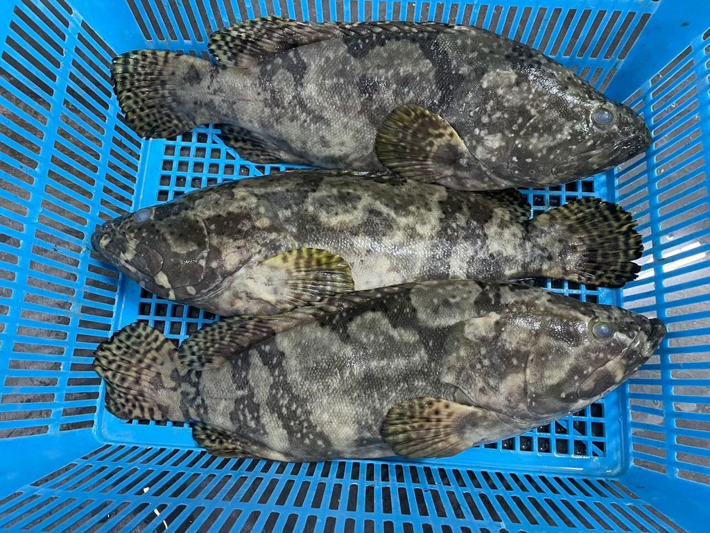 龙虎班1
