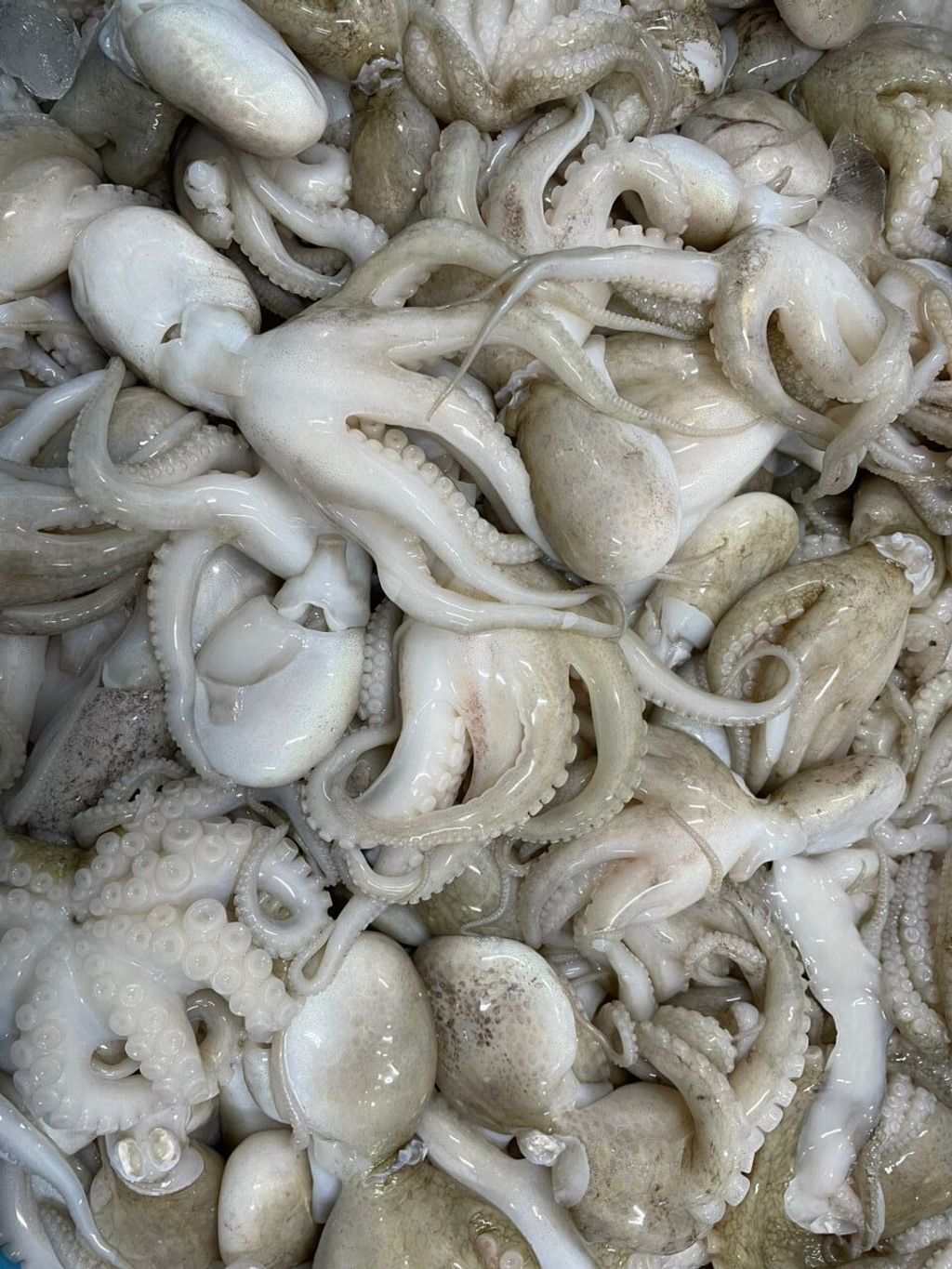 小八爪鱼