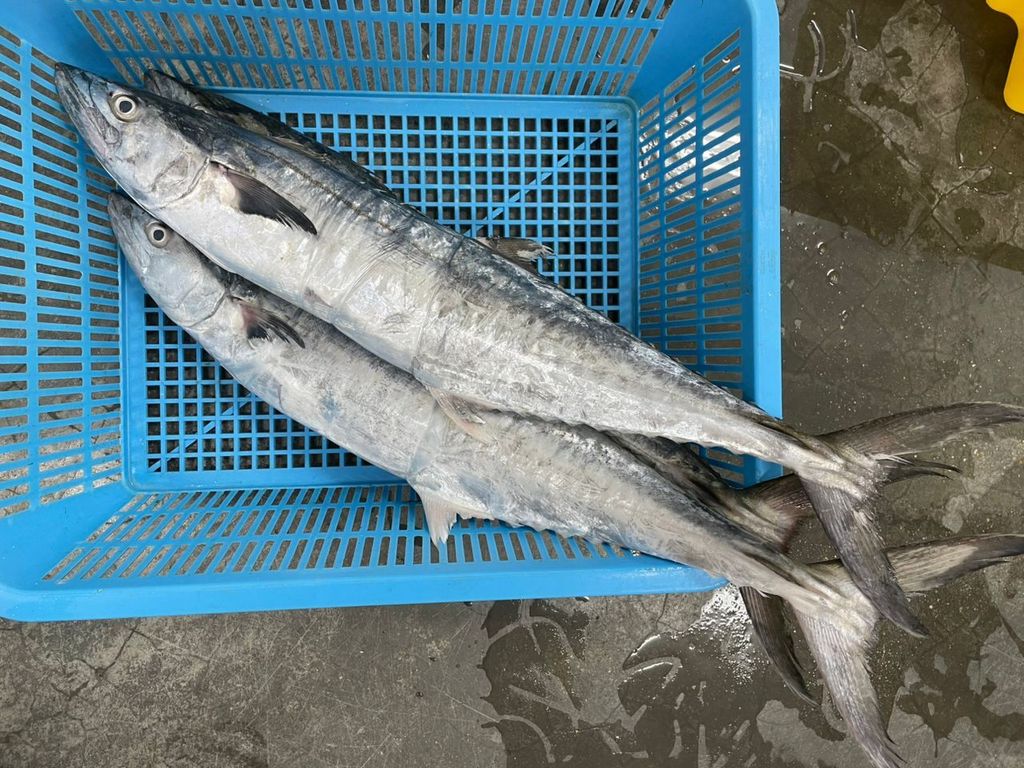竹鲛