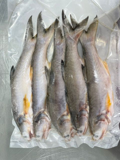 小马友鱼