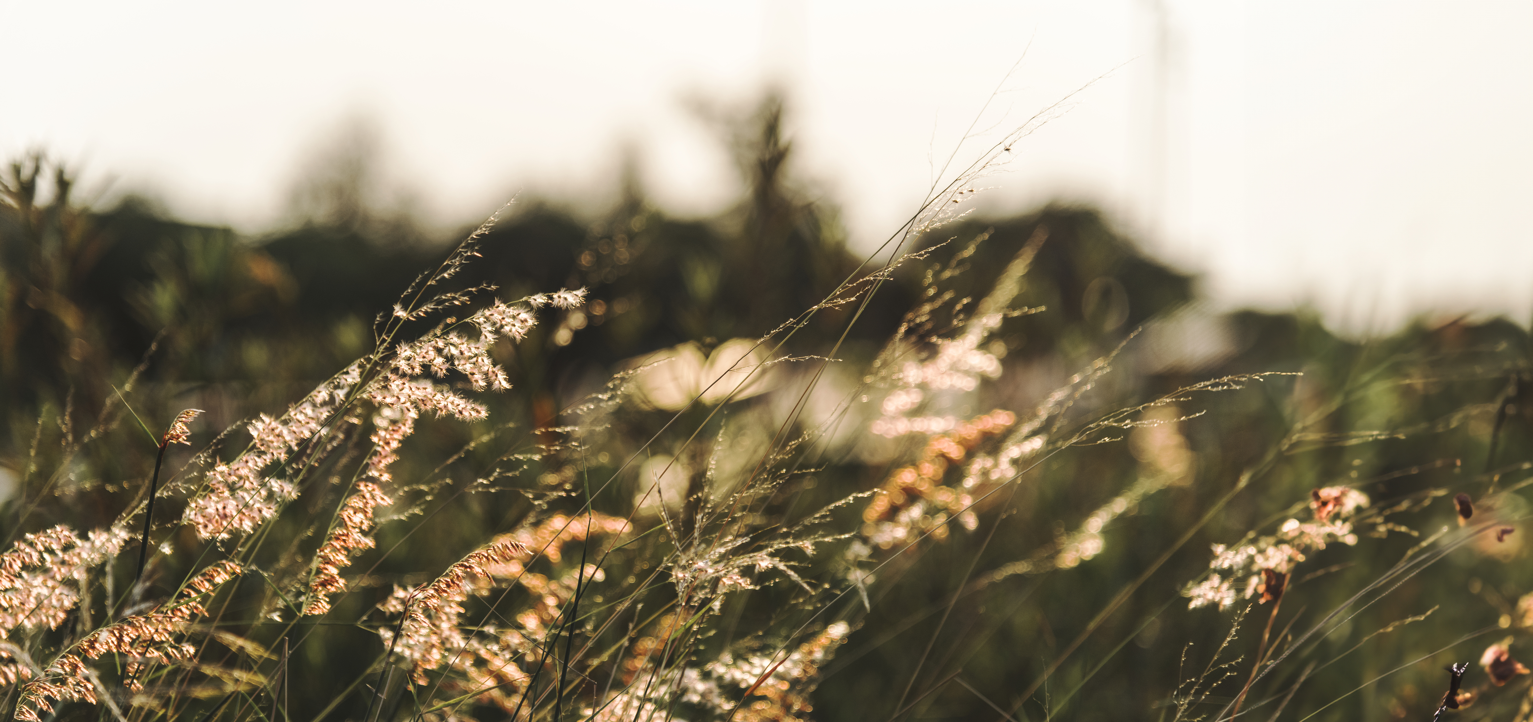 wild-grass-growing-nature